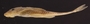 Loricaria gymnogaster lagoichthys 54 mmSL FMNH 42792 lateral A